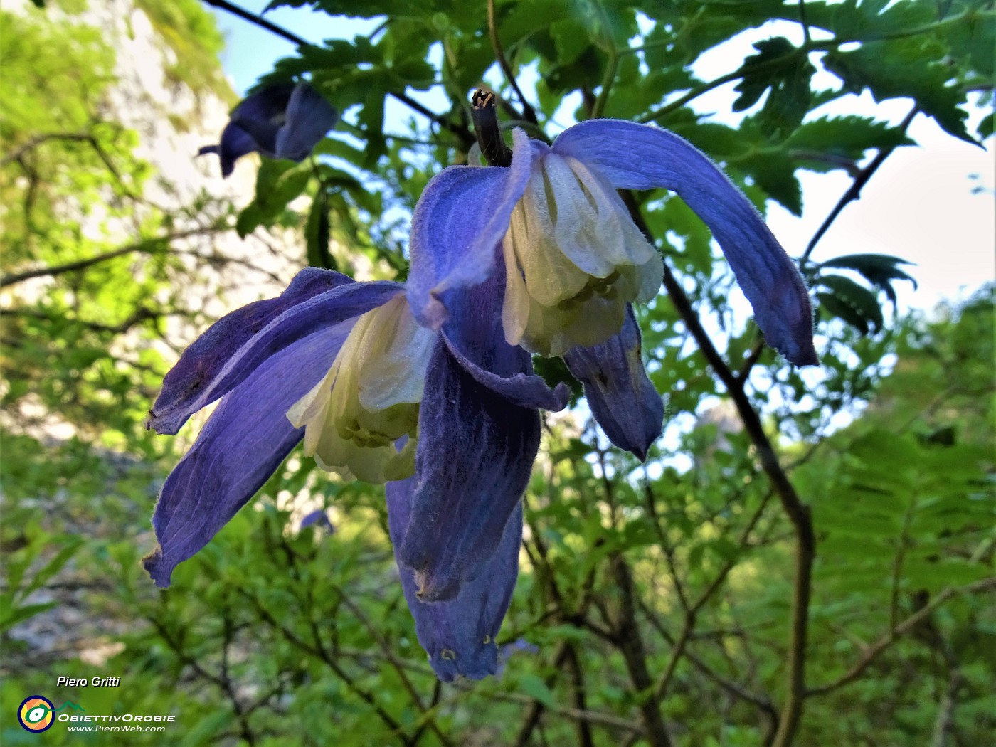 25 Clematis alpina (Clematide).JPG